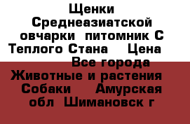 Щенки Среднеазиатской овчарки (питомник С Теплого Стана) › Цена ­ 20 000 - Все города Животные и растения » Собаки   . Амурская обл.,Шимановск г.